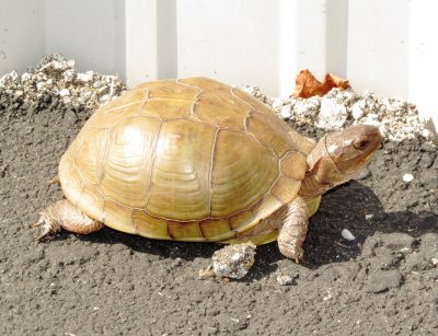 Three-Toed Box Turtle