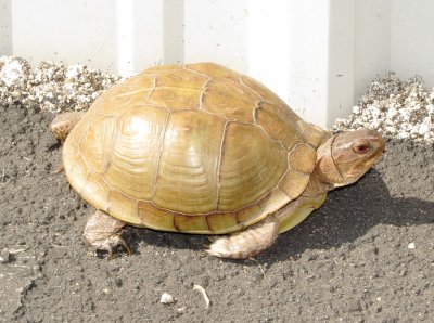 Three-Toed Box Turtle