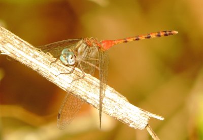 Blue-Faced Meadowhawk