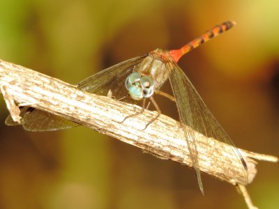 Blue-Faced Meadowhawk