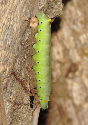 Snowberry Clearwing Moth Caterpillar