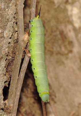 Snowberry Clearwing Moth Caterpillar