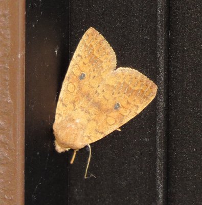 Bicolored Sallow