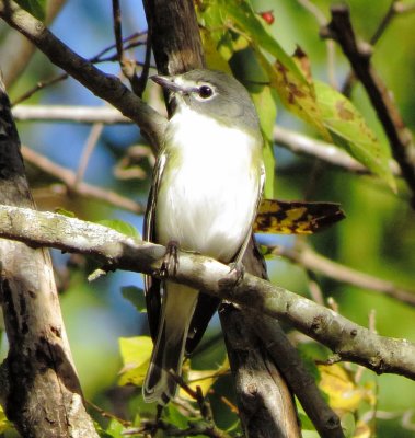 Blue-Headed Vireo