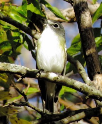 Blue-Headed Vireo