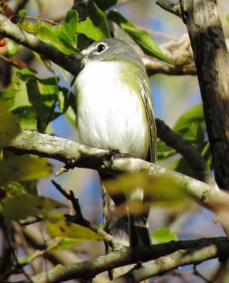 Blue-Headed Vireo
