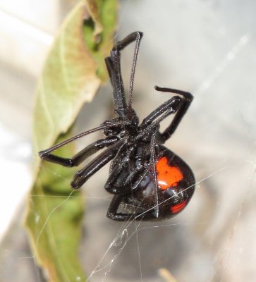 Southern Black Widow