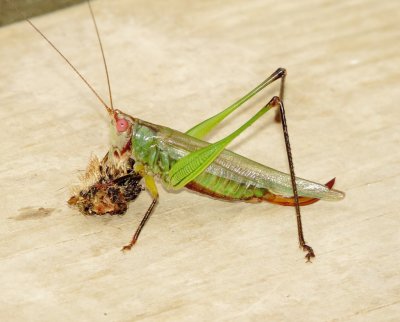Black-Legged Meadow Katydid