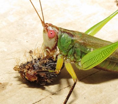 Black-Legged Meadow Katydid