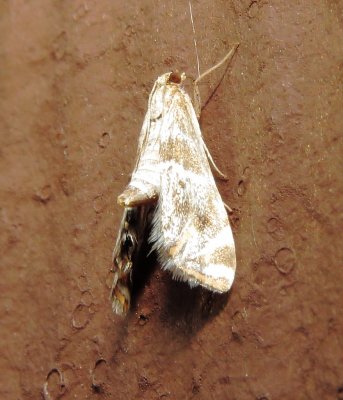 Jalisco Petrophila