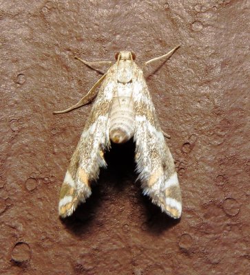 Jalisco Petrophila