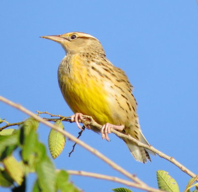 Eastern Meadowlark