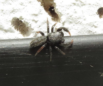 Ribbon Jumping Spider