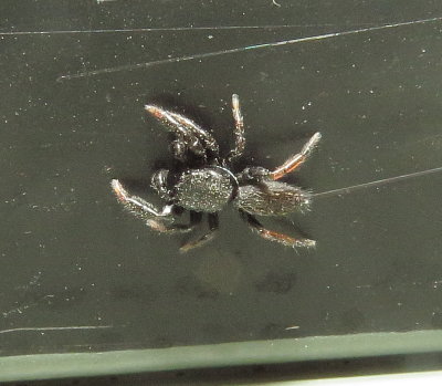 Ribbon Jumping Spider