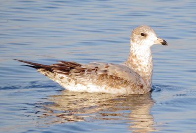 Ring-Billed Gull
