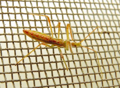 Pale Green Assassin Bug