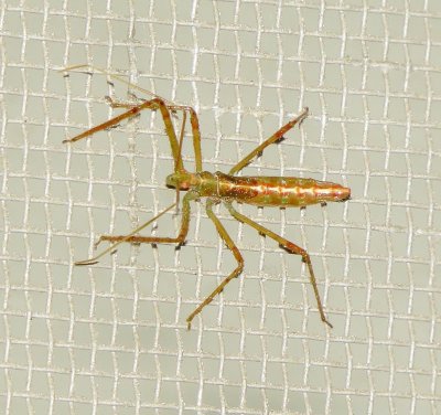 Pale Green Assassin Bug