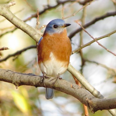 Eastern Bluebird