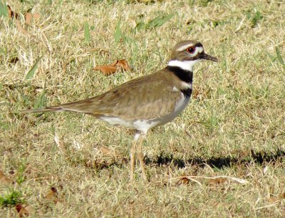 Killdeer