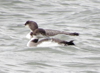 Common Loon