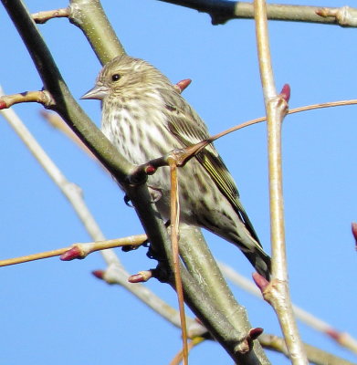 Pine Siskin