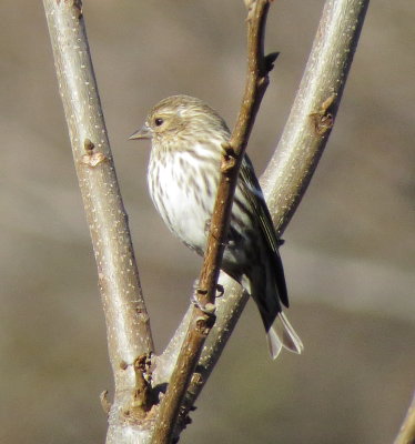 Pine Siskin