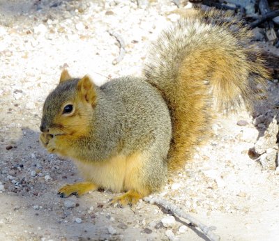 Eastern Fox Squirrel