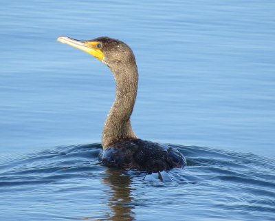 Double-Crested Cormorant