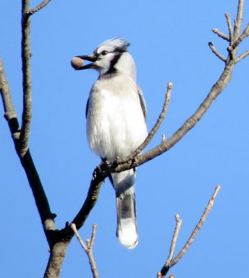 Blue Jay