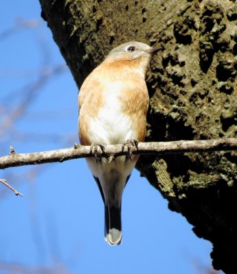 Eastern Bluebird