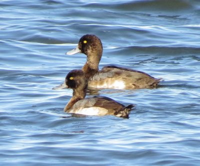 Lesser Scaup
