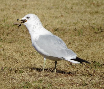 Ring-Billed Gull