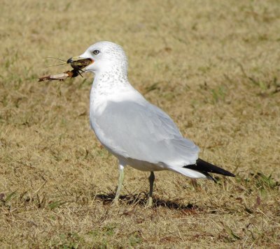Ring-Billed Gull