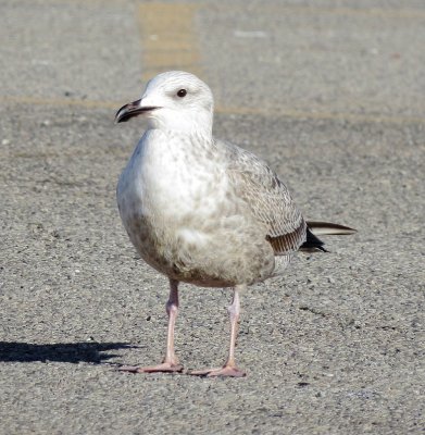 Lesser Black-Backed Gull