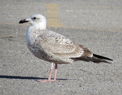 Lesser Black-Backed Gull