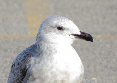Lesser Black-Backed Gull