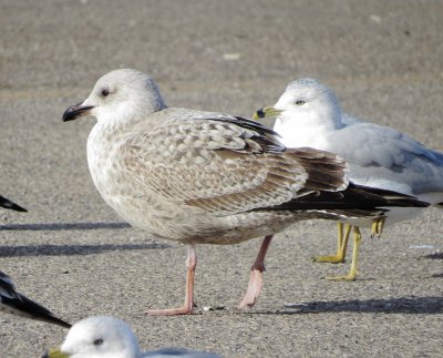 Lesser Black-Backed Gull