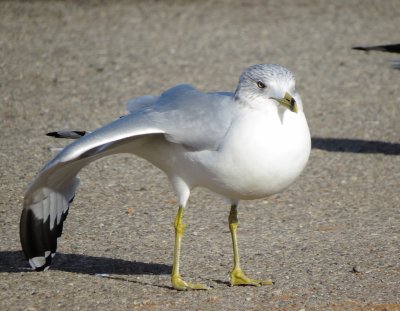 Ring-Billed Gull