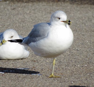 Ring-Billed Gull