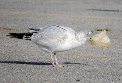 Ring-Billed Gull