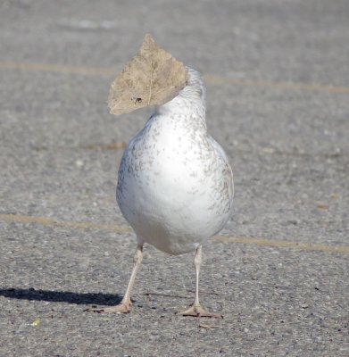 Ring-Billed Gull