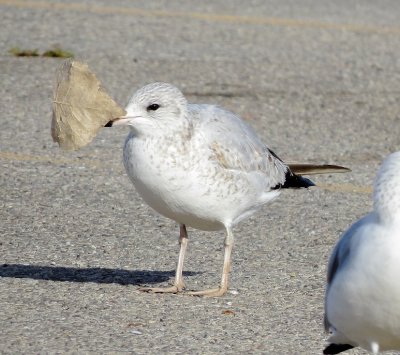 Ring-Billed Gull