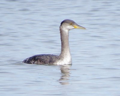 Red-Necked Grebe