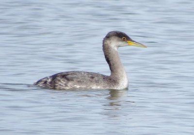 Red-Necked Grebe