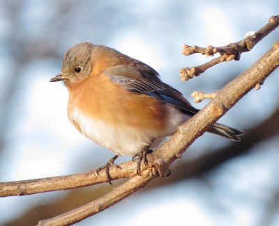 Eastern Bluebird