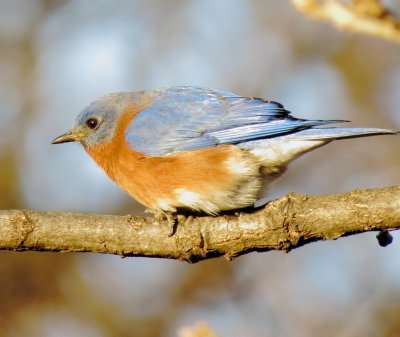 Eastern Bluebird