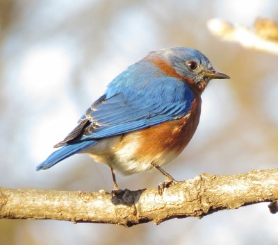 Eastern Bluebird
