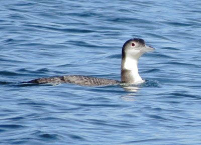Common Loon
