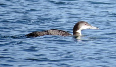 Common Loon