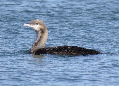 Pacific Loon